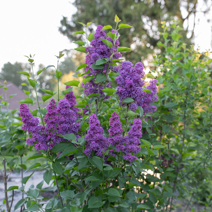 Lilac Ludwig Spaeth growing in the field