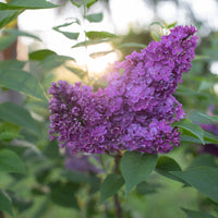 A close up of Lilac Monge