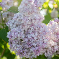 A close up of Lilac Montaigne