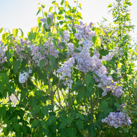 Lilac Montaigne growing in the field