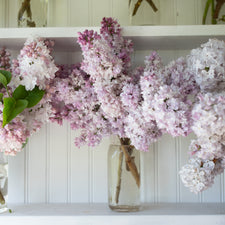 A bunch of Lilac Montaigne
