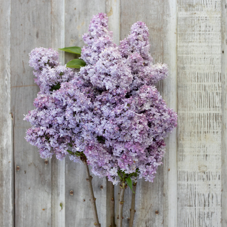 lavender lilac plant Lilac Nadezhda – Floret Library