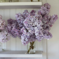 A bunch of Lilac Nadezhda