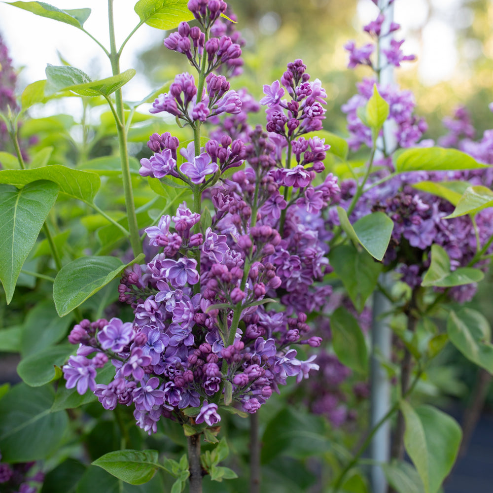 Lilac Pauline Fiala – Floret Library