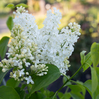 A close up of Lilac Primrose