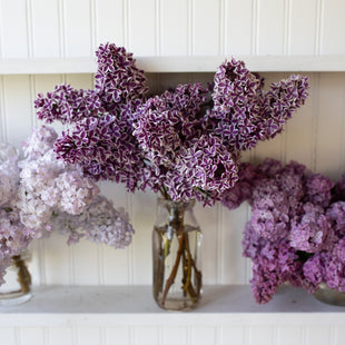A bunch of Lilac Sensation