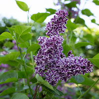 A close up of Lilac Sensation