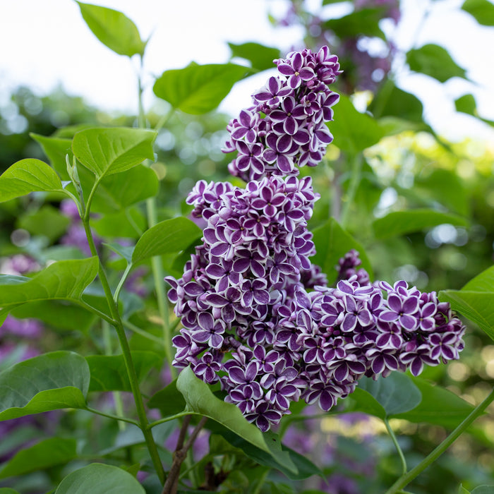 A close up of Lilac Sensation