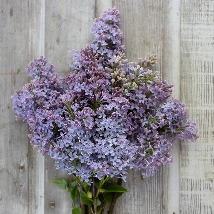An overhead of Lilac Wedgewood Blue