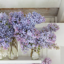 A bunch of Lilac Wedgewood Blue