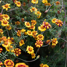 Marigold Brocade Mix growing in the field.