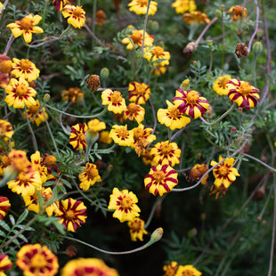 Marigold Brocade Mix growing in the field.