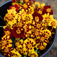 A close up of Marigold Brocade Mix.