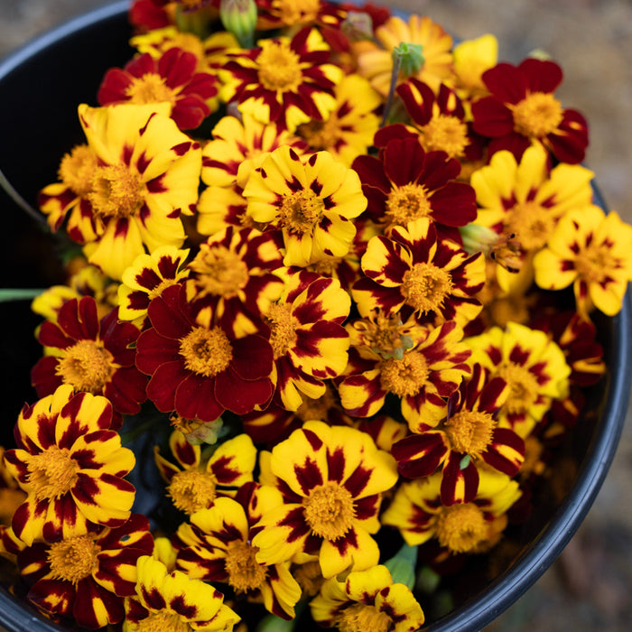 A close up of Marigold Brocade Mix.