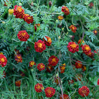 Marigold ‘Burgundy Bliss’ growing in the field.