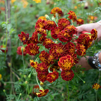 A handful of Marigold ‘Burgundy Bliss’.