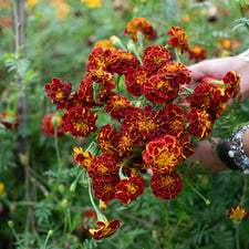 A handful of Marigold ‘Burgundy Bliss’.