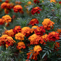 Marigold ‘Fireball’ growing in the field.