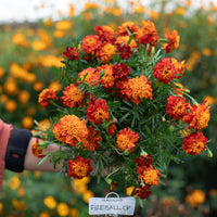 A handful of Marigold ‘Fireball’.