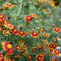Marigold ‘Frances’s Choice’ growing in the field.