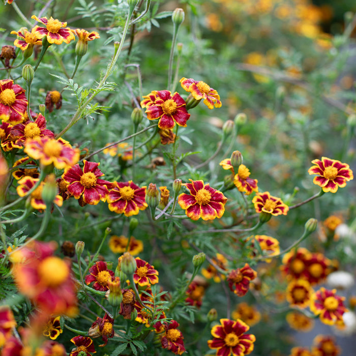 Marigold ‘Frances’s Choice’ growing in the field.