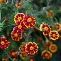 A close up of Marigold ‘Frances’s Choice’.