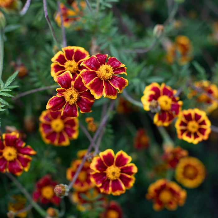 A close up of Marigold ‘Frances’s Choice’.
