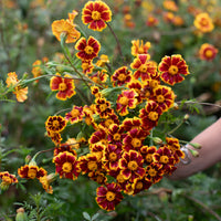 A handful of Marigold ‘Frances’s Choice’.