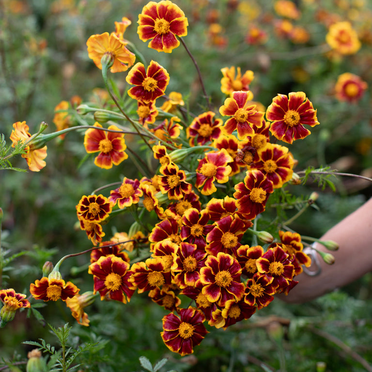 A handful of Marigold ‘Frances’s Choice’.