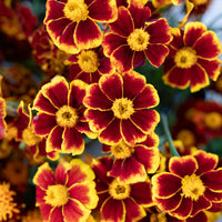 A close up of Marigold ‘Frances’s Choice’.