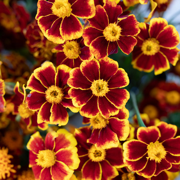 A close up of Marigold ‘Frances’s Choice’.