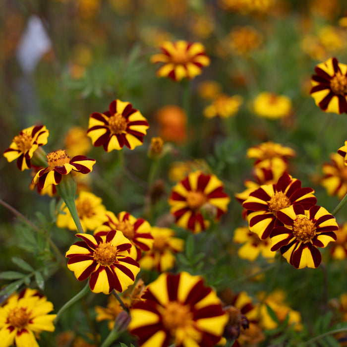 A close up of Marigold ‘Harlequin’.