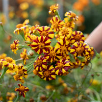 A handful of Marigold ‘Harlequin’.