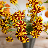 A close up of Marigold ‘Harlequin’.