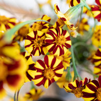 A close up of Marigold ‘Harlequin’.