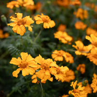 A close up of Marigold ‘La Ribera’.