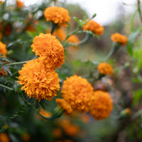 A close up of Marigold ‘La Ribera’.