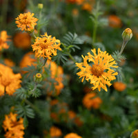 A close up of Marigold ‘La Ribera’.