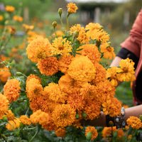 A handful of Marigold ‘La Ribera’.