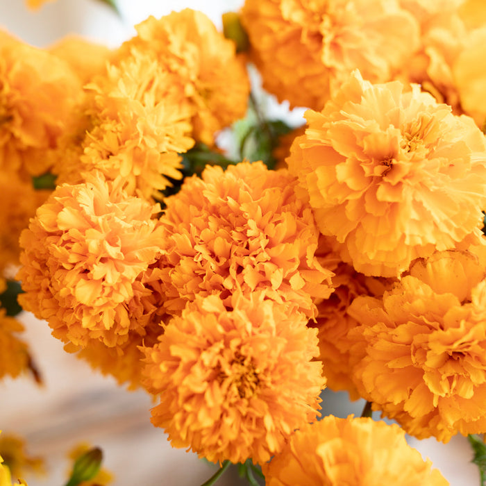 A close up of Marigold ‘La Ribera’.