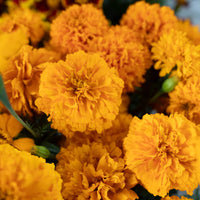 A close up of Marigold ‘La Ribera’.