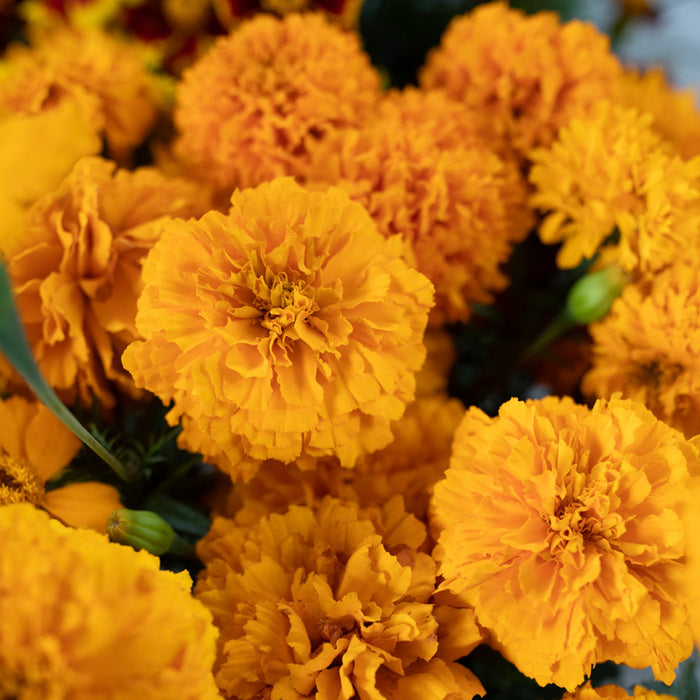 A close up of Marigold ‘La Ribera’.