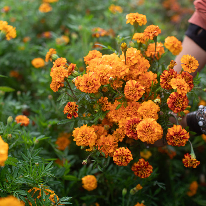 A handful of Marigold ‘Mushroom’s Sol’.