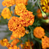 A close up of Marigold ‘Mushroom’s Sol’.
