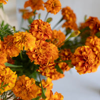 A close up of Marigold ‘Mushroom’s Sol’.