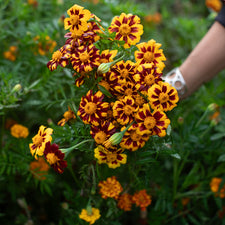 A handful of Marigold ‘Red Metamorph’.