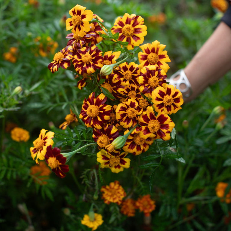 A handful of Marigold ‘Red Metamorph’.