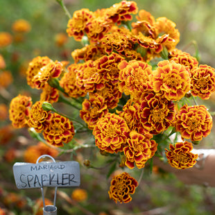 A handful of Marigold ‘Sparkler’.
