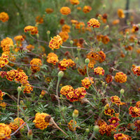 Marigold ‘Sparkler’ growing in the field.