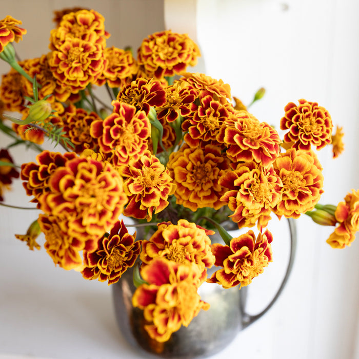 Marigold ‘Sparkler’ arranged in a vessel.